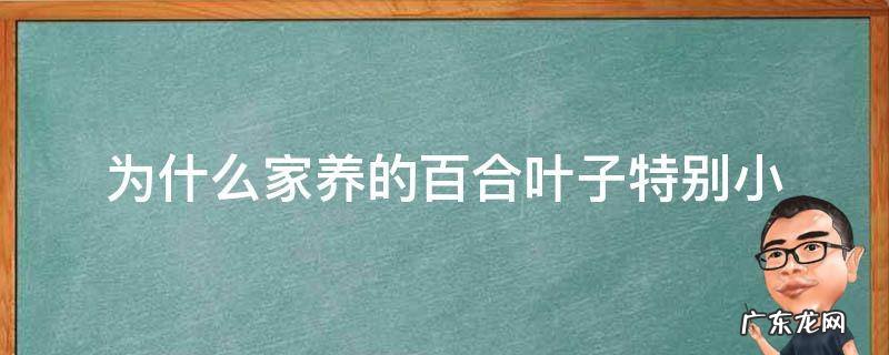 百合为什么只长叶子 为什么家养的百合叶子特别小