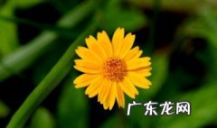 野菊花作用和用途 野菊花的作用与功能主治