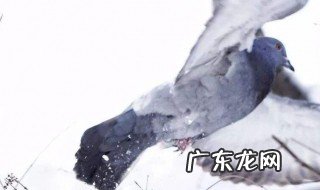 鸽子飞走了怎么引回来 鸽子飞走了怎么引回来的