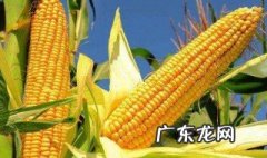 玉米是什么植物 玉米是什么植物裸子还是被子