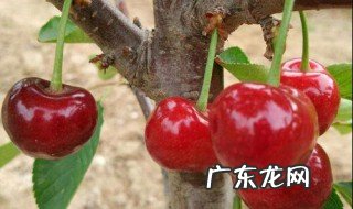 南方怎么种樱桃树 南方种樱桃树怎么种