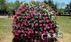 海棠花球怎么种 海棠花种球是什么样子