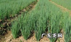 春季怎么种小葱 春季小葱种植技术