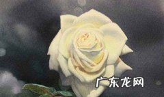 白玫瑰怎么种出来 白玫瑰怎么种出来的