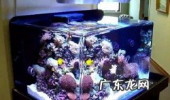 海水缸珊瑚怎么种 海水缸养珊瑚需要注意什么