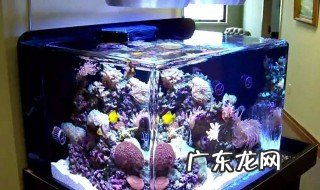 海水缸珊瑚怎么种 海水缸养珊瑚需要注意什么