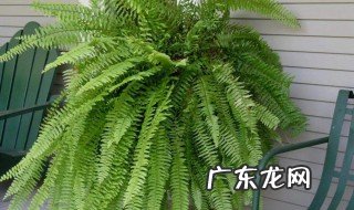 植物的应变方式有哪两种 植物的应变方式有哪两种形式