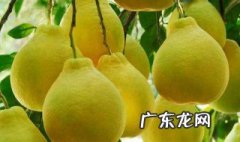 柚子的好处与坏处 柚子的好处