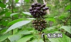 刺五加和什么搭配补肾气的效果最好 刺五加和什么搭配好