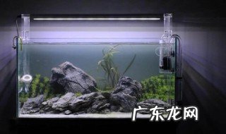 鱼缸换水的正确方法 鱼缸换水的正确方法几天换一回