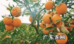 橙子和什么水果搭配好吃一点 橙子和什么水果搭配好