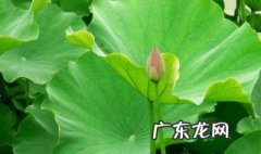荷叶和什么搭配减肥效果好 荷叶和什么搭配减肥效果好吃