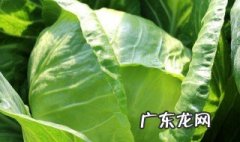 大头菜和什么搭配好吃又营养 大头菜和什么搭配好