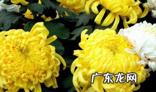 菊花和什么搭配泡水好呢 菊花和什么搭配泡水好