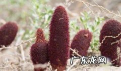 锁阳和什么搭配泡酒效果好 锁阳与什么泡酒喝能壮阳