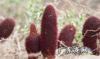 锁阳和什么搭配泡酒效果好 锁阳与什么泡酒喝能壮阳