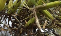 橄榄石斛怎么种植 橄榄石斛怎么种
