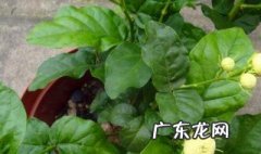 茉莉花茶和什么搭配好喝又营养 茉莉花茶和什么搭配好