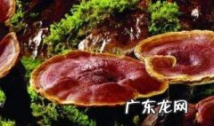 灵芝和什么搭配好看 灵芝和什么搭配好