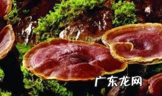 灵芝和什么搭配好看 灵芝和什么搭配好