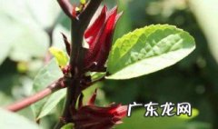 玫瑰茄和什么搭配好 玫瑰茄和什么搭配好喝