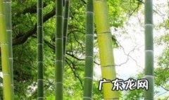 竹子可以有什么用途 竹子有什么用途? 百度网盘