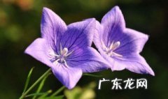 桔梗花可以随便送人吗 白色桔梗花可以随便送人吗