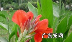 家里种美人蕉好吗吉利吗 家里种美人蕉好吗