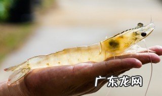 养虾补菌的作用 养虾怎么补充活菌