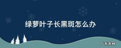 绿萝叶子有黑斑怎么办 绿萝叶子长黑斑怎么办