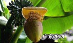 芭蕉可以放冰箱吗 芭蕉可以放冰箱吗能放多久
