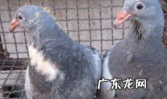 幼鸽晚上不进窝怎么办 幼鸽晚上不进窝怎么办呀