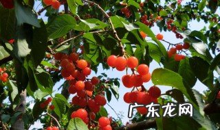 只开花没有结果怎么办呢 只开花没有结果怎么办