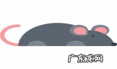 六楼厨房有老鼠怎么办 高层厨房老鼠