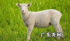 属羊的几月出生最好命女 属羊的几月出生最好