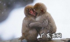 属猴的几月出生最好命 属猴的几月出生最好