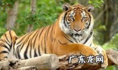 女孩属虎的几月出生最好 属虎的几月出生最好