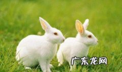 属兔的几月出生最好 属兔的几月出生最好命2023年