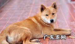 属狗的几月出生最好 94属狗的几月出生最好