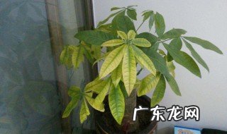 小玫瑰树黄叶子怎么办 小玫瑰叶子发黄怎么办