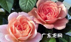 迎客来花好养吗 迎客来花夏天怎么养护