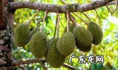 榴莲没熟打开后怎么办壳已经丟掉了 榴莲没熟打开后怎么办