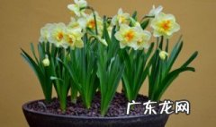 水熊虫和水仙花哪个生命力强 水熊虫和水仙花哪个生命强