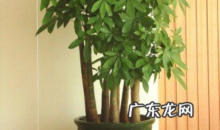 室内最好养的大型绿植是什么 室内最好养的大型绿植是什么品种