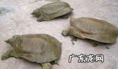 天麻炖甲鱼的功效与作用及禁忌 甲鱼的功效与作用及禁忌
