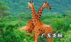 世界上最高的哺乳动物 世界上最高的哺乳动物是什么?