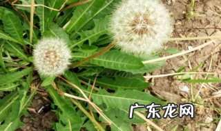 蒲公英最佳搭配 乳腺结节蒲公英最佳搭配
