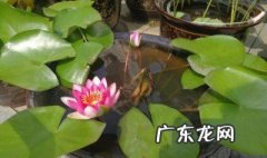 走马观花的走马是什么意思 走马观花的走是什么意思