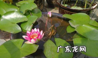 走马观花的走马是什么意思 走马观花的走是什么意思