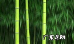 大熊猫吃的竹子是草吗图片 大熊猫吃的竹子是草吗?